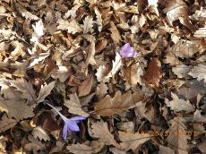 Crocus-speciosus_цветение
